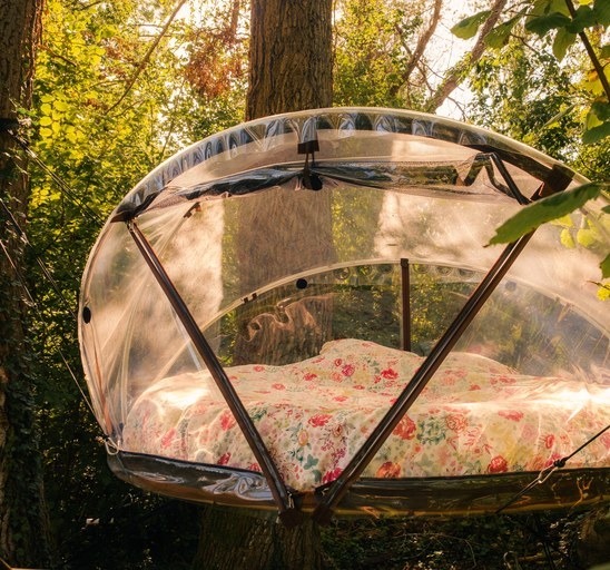 Bulle Grenouille